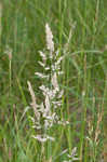 Common velvetgrass